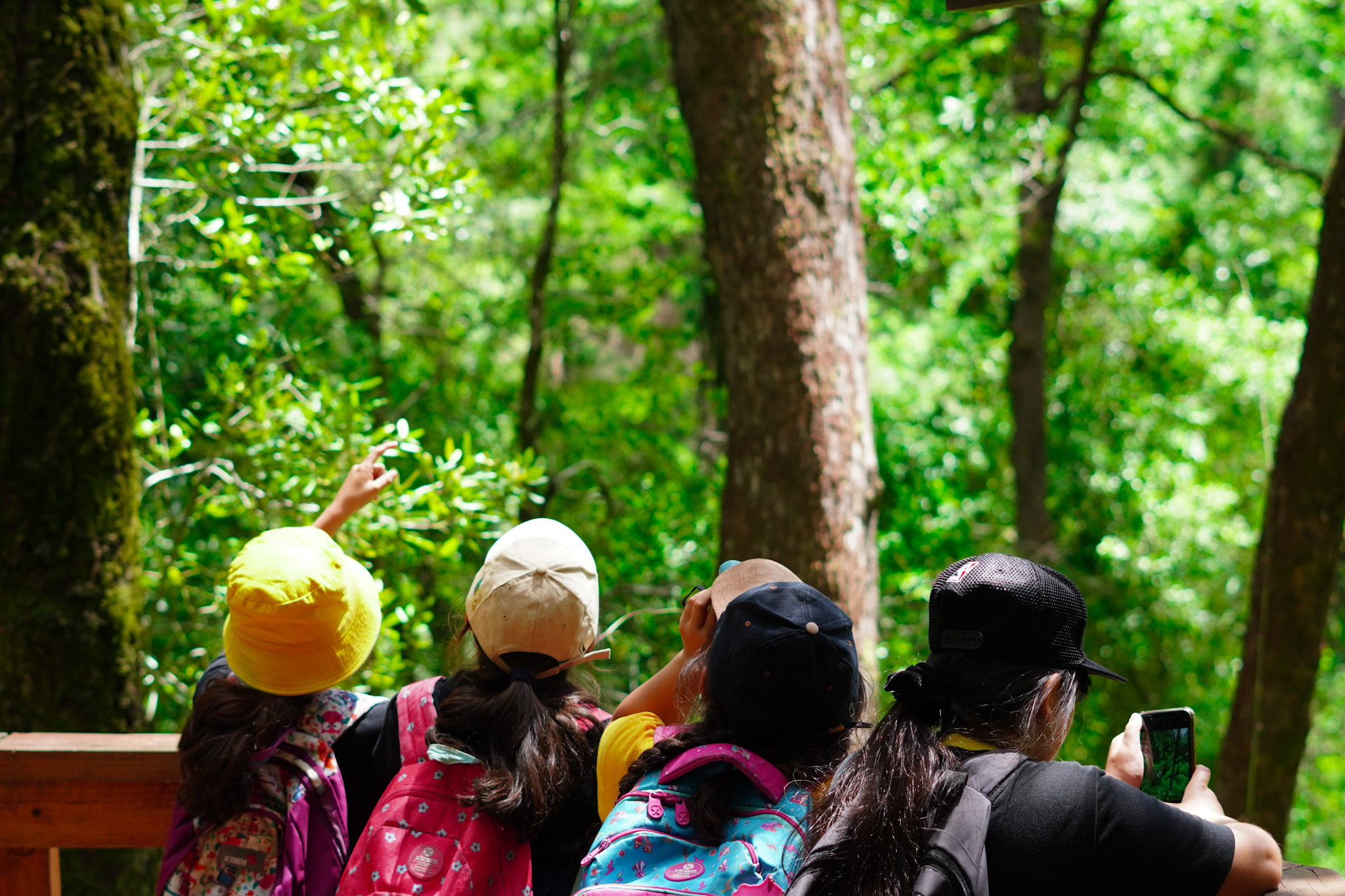 https://fundacionelarbol.cl/wp-content/uploads/2025/06/Socio-bosque.jpg